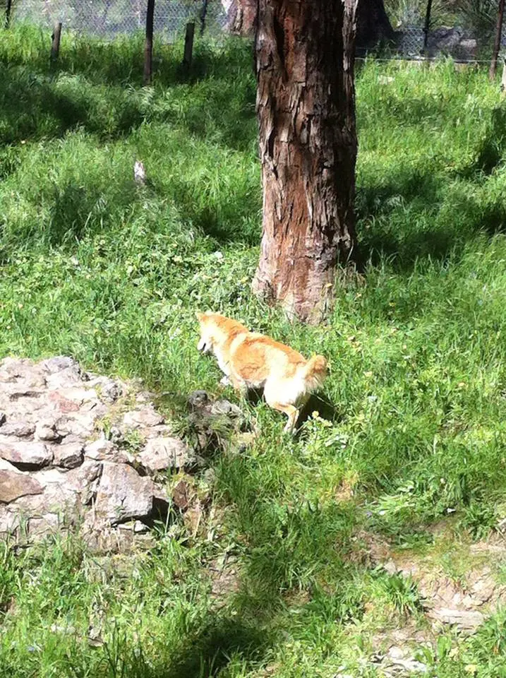 Dingo in Cleland Conservation Park