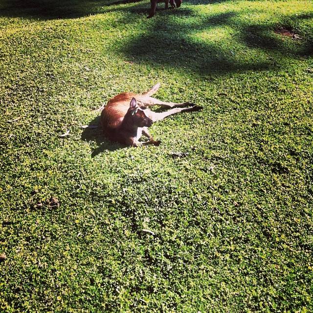 Kangaroo in Australia