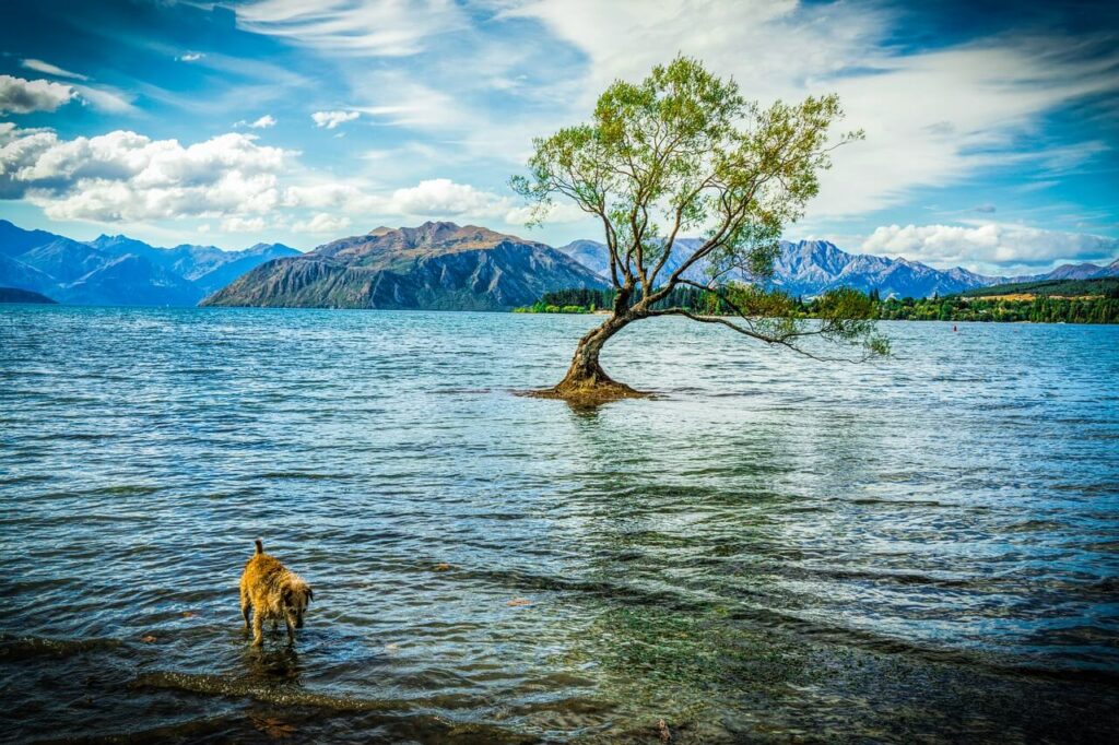 Tree in the water at Lake Wanaka