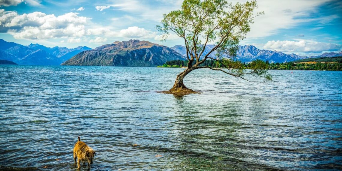 Tree in the water at Lake Wanaka