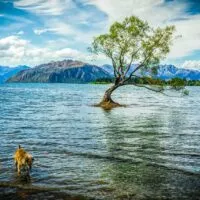 Tree in the water at Lake Wanaka