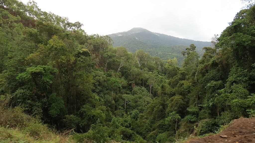 Kuranda rainforest