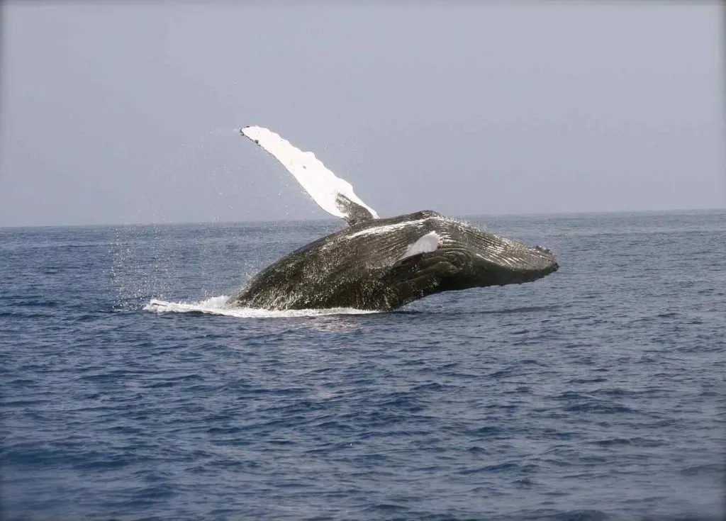 Whale