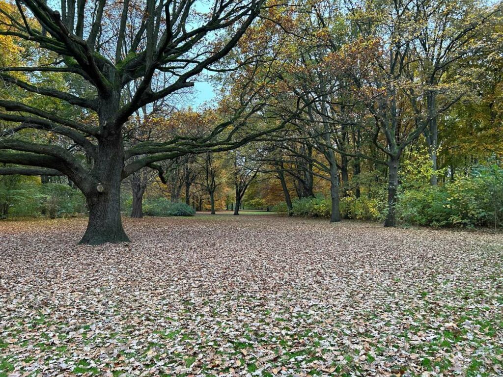 autumn leaves in Tiergarten