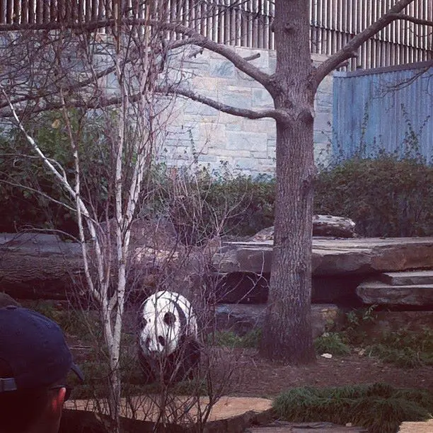 Pandas at Adelaide Zoo
