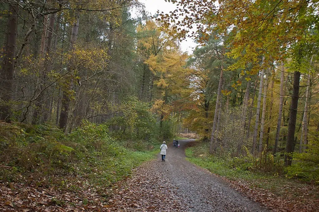 Delamere forest