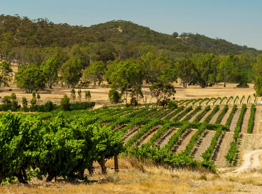 a vineyard in Clare Valley