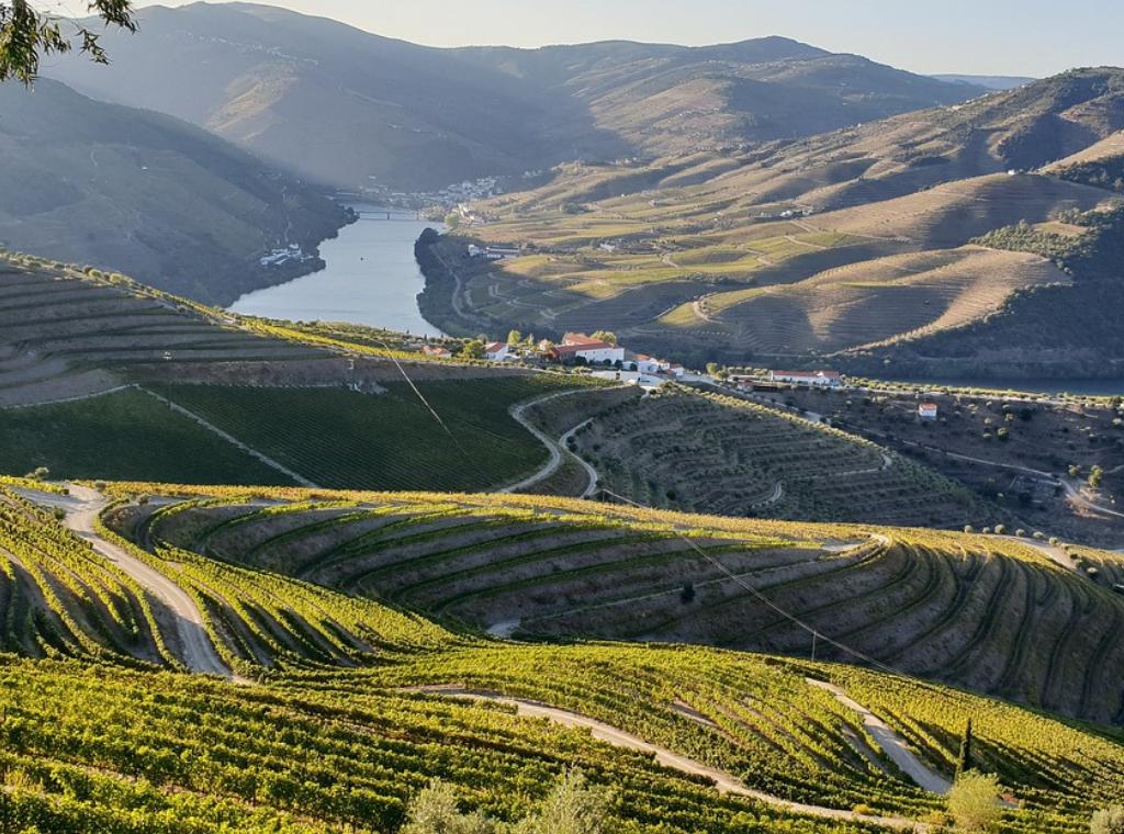 vineyards in the douro valley
