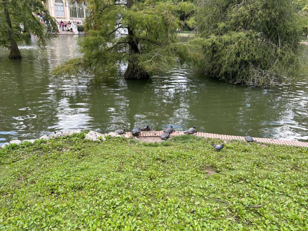 turtles in retiro park